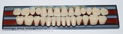 Гарнитура зубов Ямахачи (Yamahachi Full Set, Япония), 28 зубов на одной планке, акриловые двухслойные - 18028
